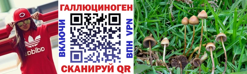 Галлюциногенные грибы прущие грибы Купить закладки Пошехонье